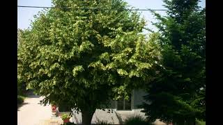 (Timelapse) Lipa - Linden Tree [Short Music Draft]