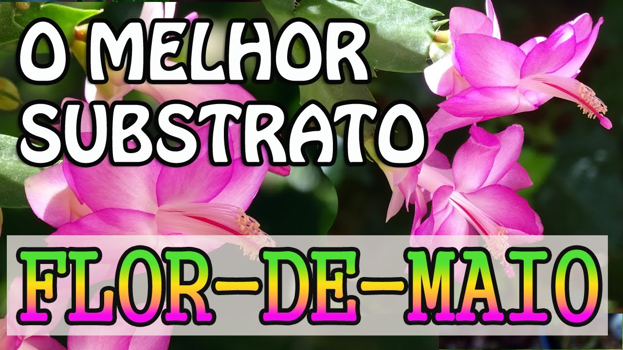 Substrato ORGÂNICO para flor-de-maio