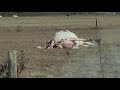 Cow Gives Breech Birth...Watch until the end!