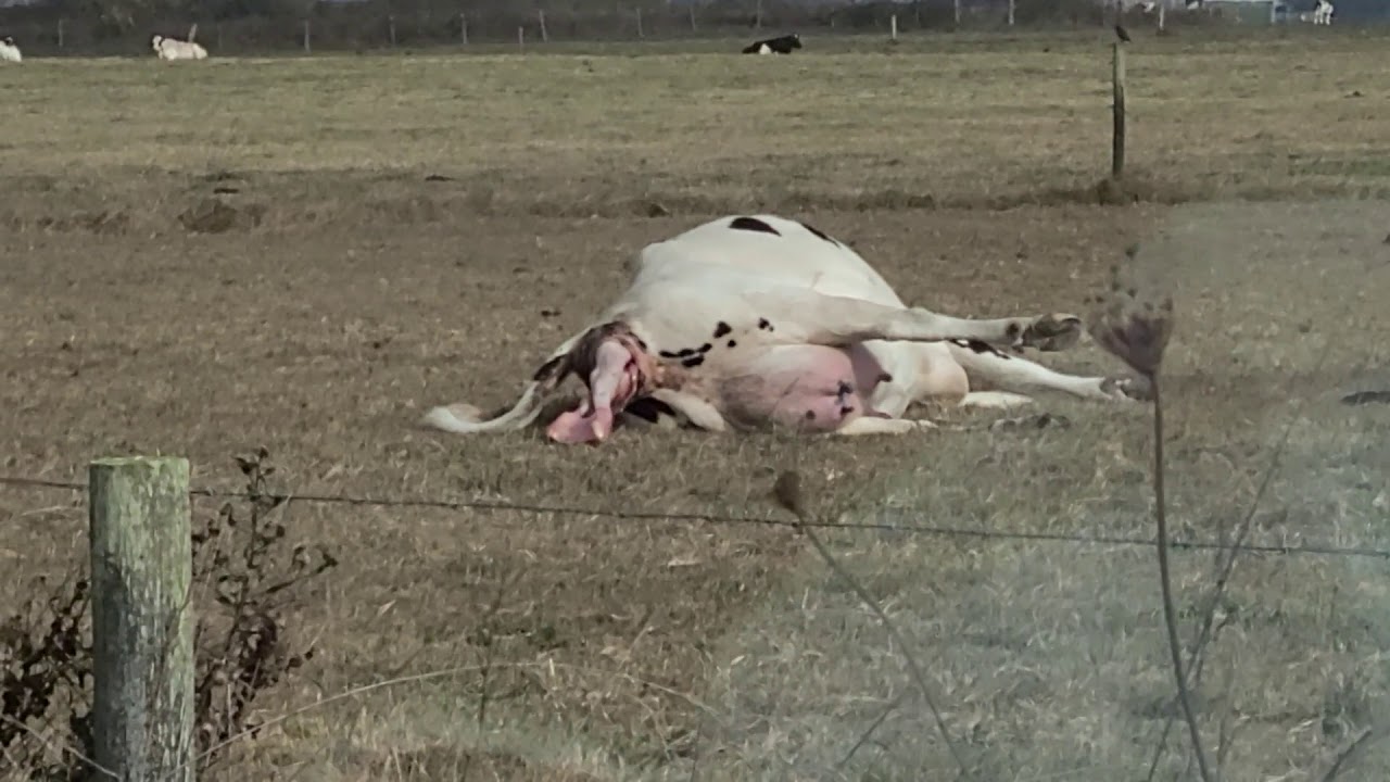 Cow Gives Breech Birthwatch Until The End Youtube