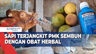 Peternak Kediri Sembuhkan Puluhan Sapi PMK dengan Ramuan Tradisional
