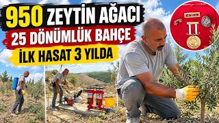 Gazinin tarım tutkusu 950 zeytin ağacına dönüştü