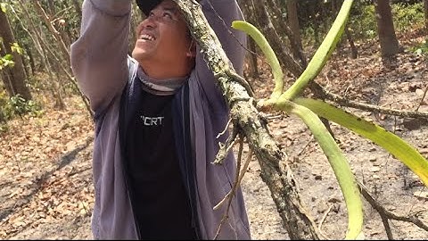 Một ngày săn trâu Tánh linh,Bình thuận. @huonglanrung  Sđt 0387018819