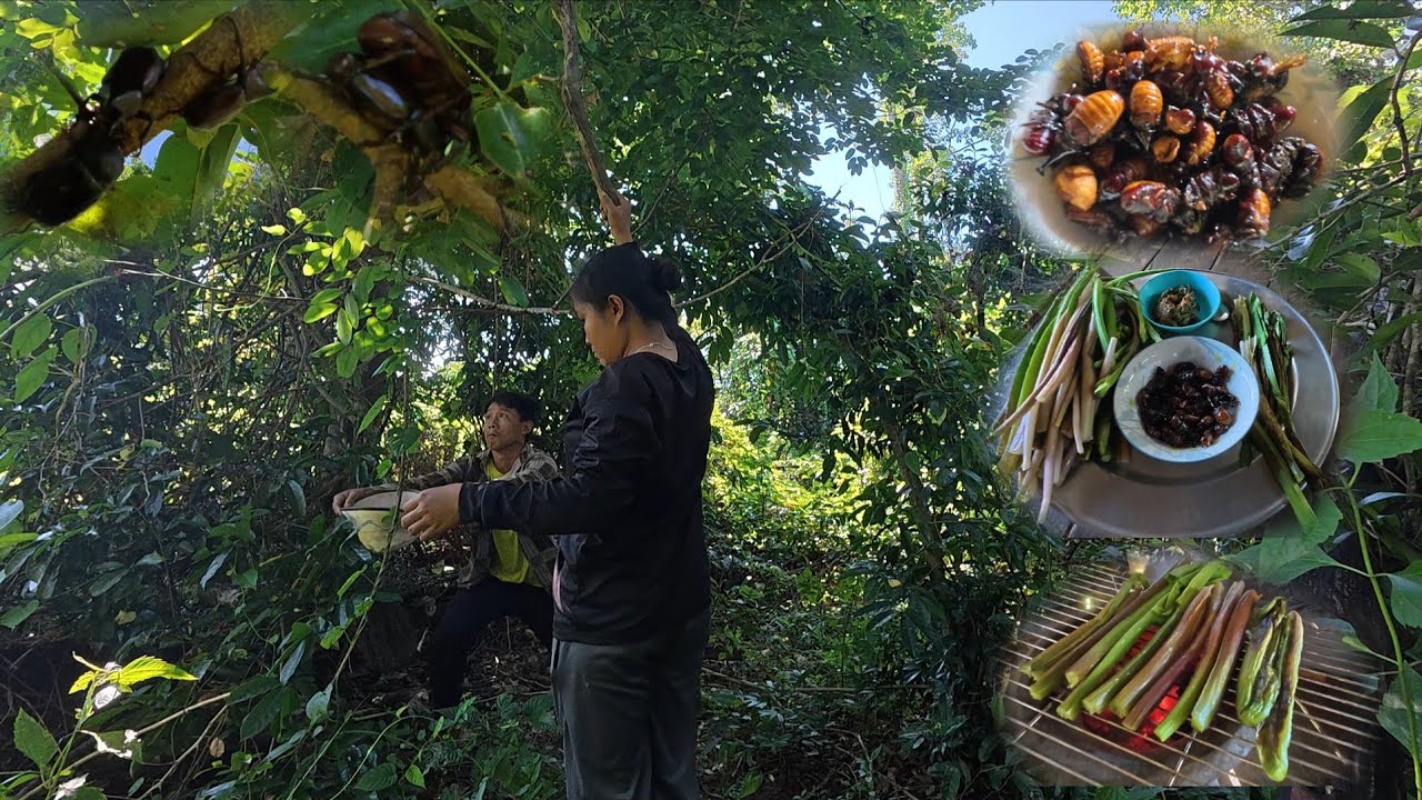 ປົ່ນຜັກກ້ານຈອງກັບແມງຄາມທອດ | ป่นผักก้านจองกับแมงคามทอด