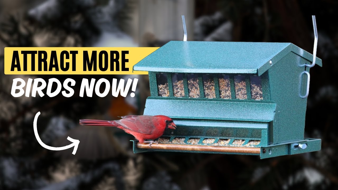 Which Bird Feeder Works Best? My Favorite Picks for 2025