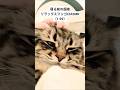 つよめのフンゴロASMR #サイベリアン #cat #ヤマネコ #asmr