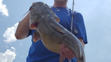 Using Side Imaging sonar to Target Flathead Catfish.