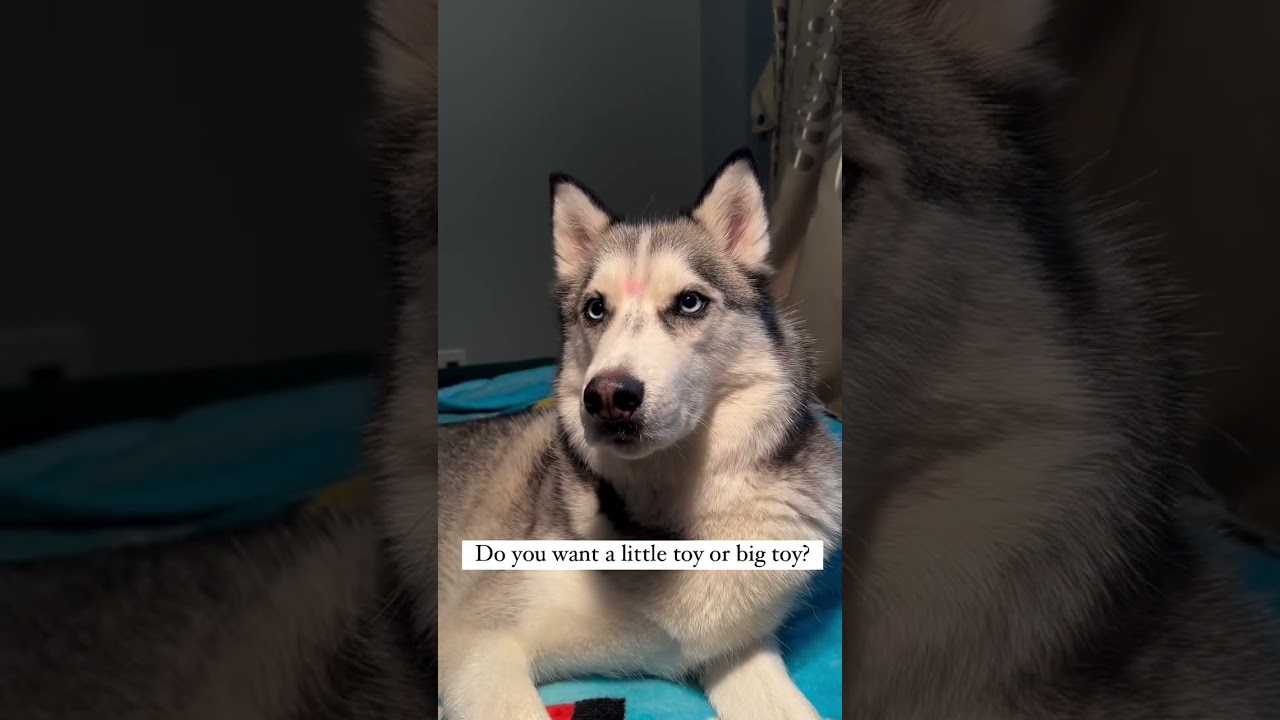 Pluto's Toy Obsession & Quick Boredom! 