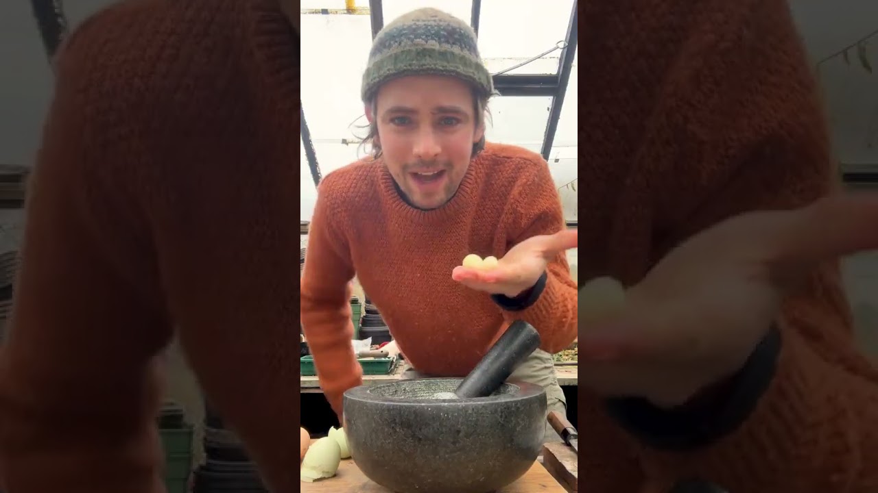 This soup will blow you away. Garlic, coriander, stale bread and a poached egg.  