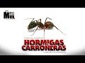 HORMIGAS CARROÑERAS |  Camponotus Barbaricus