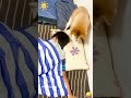 #dog #funny #funnydogs #pets