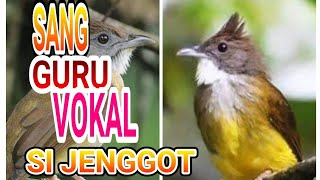 Masteran Wajib Suara Cucak Jenggot Gacor Di Alam Liar