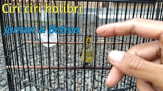 Download Lagu Ciri ciri KOLIBRI NINJA JANTAN DAN BETINA MP3