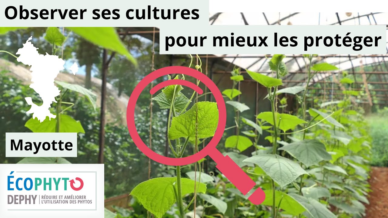 Observer ses cultures pour mieux les protéger