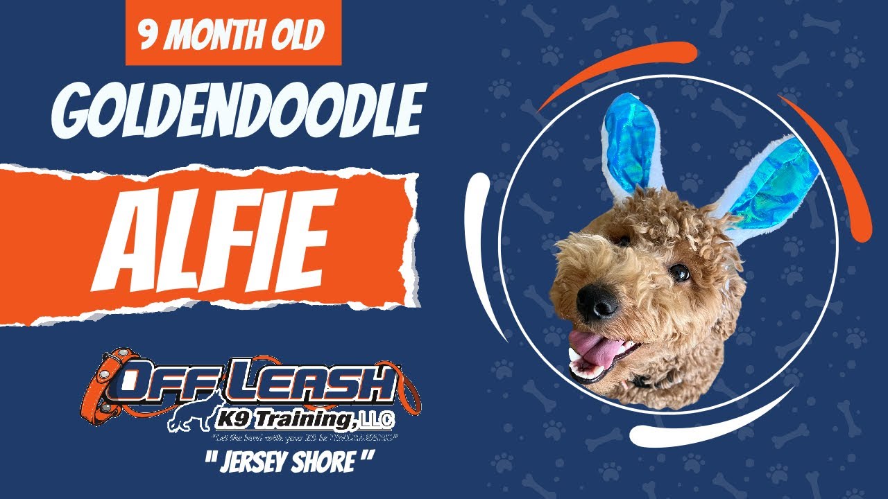 9 Month Old Mini Goldendoodle, Alfie Best Dog Trainers Jersey Shore