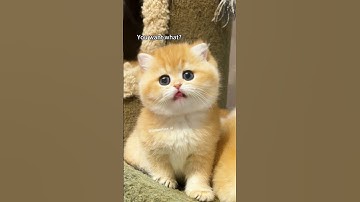 Try DreamFace today to create your own pet video!#dreamface #cat #ai #lipsync #fyp #commedy #kitty