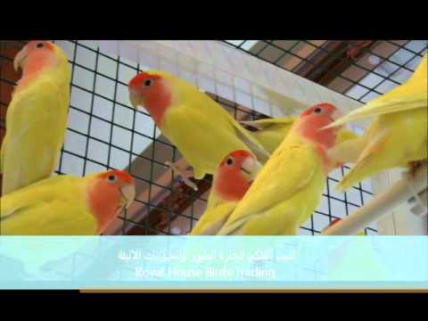 Love Birds طيور الحب 