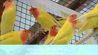 love birds & طيور الحب