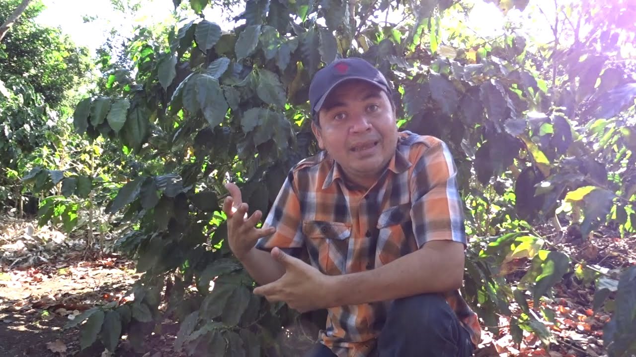 Aplicación de foliar finca la esperanza ver la composición Química