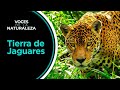 Voces de la Naturaleza - Tierra de Jaguares | TVN Panamá