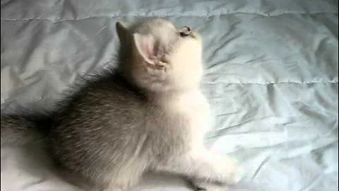 Video 563041: silver exotic shorthair, exotic shorthair female, cat