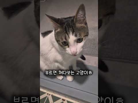 혀마중 고양이