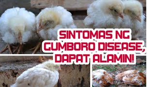 SINTOMAS NG SAKIT NA GUMBORO SA MANOK: ALAMIN ITO AT ANG SOLUSYON DITO - WANDERING SOUL