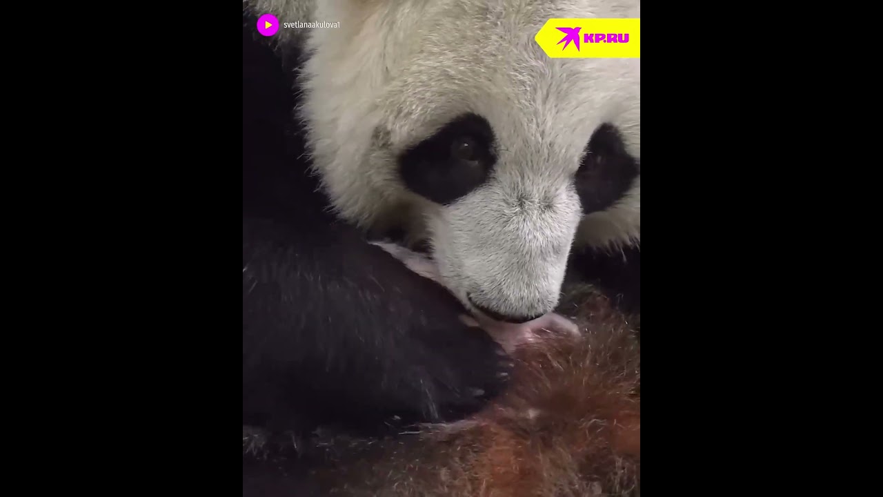 Детёныш панды быстро подрастает