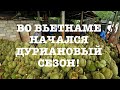 Дуриановое нашествие во Вьетнаме! #shorts