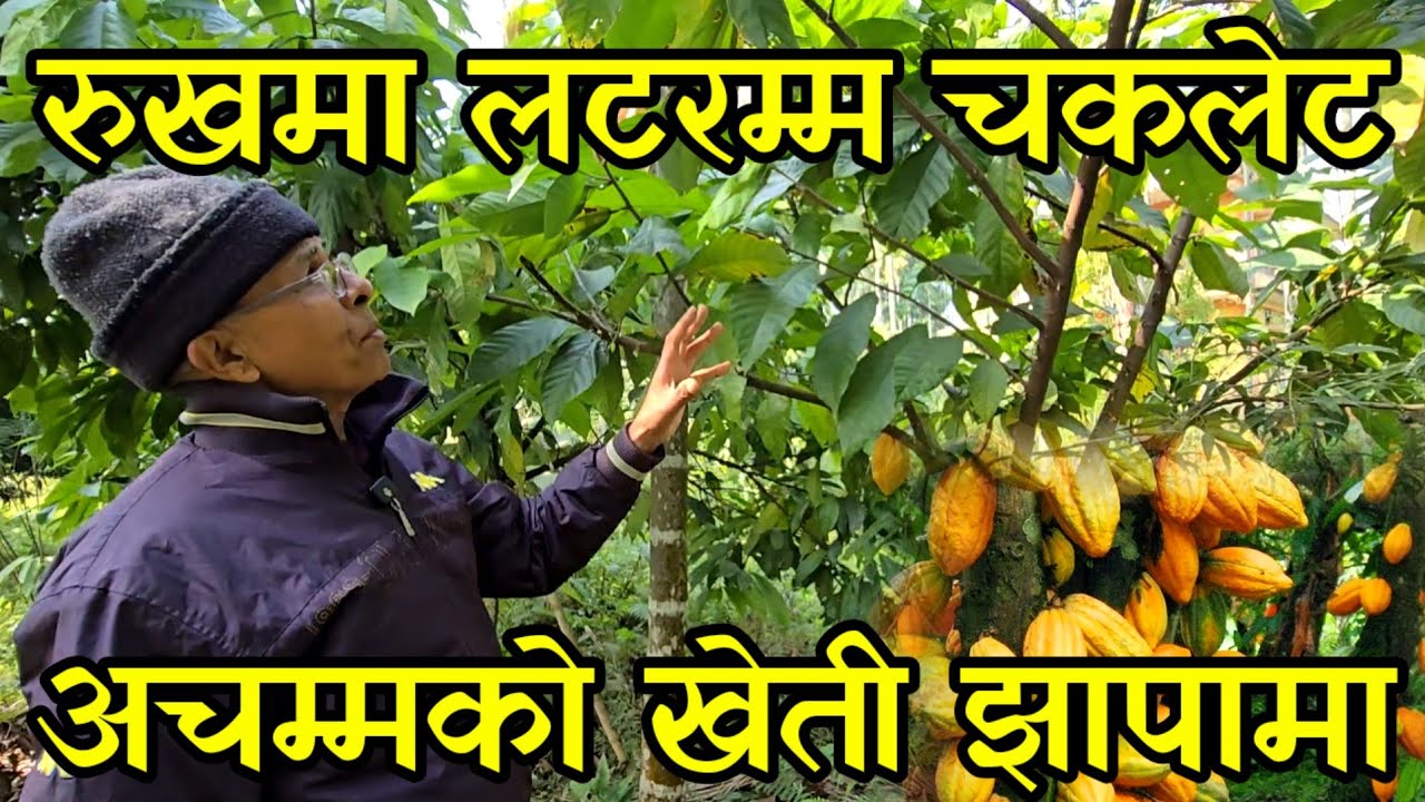 सन्सारकै महङ्गो चकलेटको खेती नेपालमा,एक किलोकै पाँच  हजार  cocoa fruit farming 