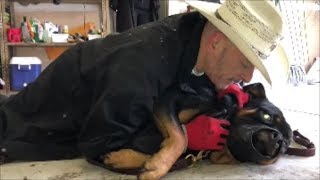 Extreme Rottweiler Dog Attacks Film Crew - Dog Whisperer BIG CHUCK MCBRIDE - safecalm.com