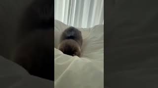 This cat is f**ked up bruh