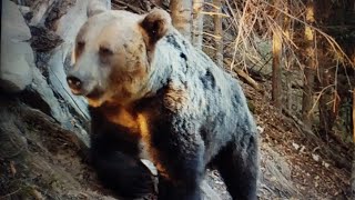 Urșii în habitatul lor natural/Bears in their natural habitat