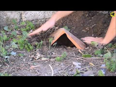 Video: Rospi in giardino - Come attirare i rospi - Know How di giardinaggio