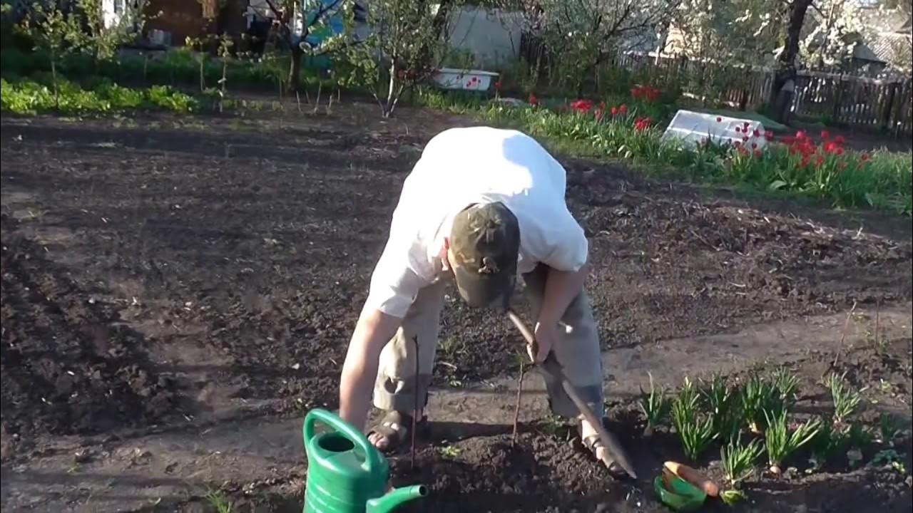 Как правильно посадить морковь видео