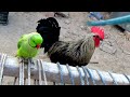 Green Parrot Birds - Parrot Natural Voice