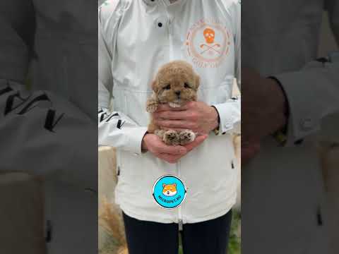 Необыкновенный Мальтипу из Южной Кореи #maltipoo #puppy