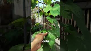 solusi daun pucuk anggur menguning dan menkerut #anggur #berkebun #agrikultur #pertanian