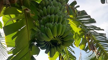 phân biêt chuôi xiêm đen va chuôi xiêm trăng