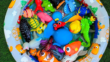 Learn Sea Animal Names and Fun Facts with Toy Play for Toddlers & Preschoolers