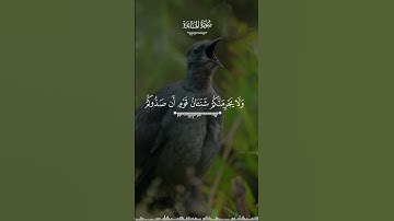 يا أيها الذين ءامنوا لا تحلوا شعائر الله #quran تلاوة هادئة ل #القارئ_عمر_السعدني