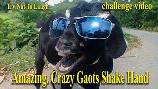 The Funniest Animal Videos! funny and crazy Gaots shake hand