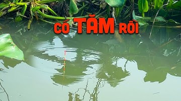 TRỞ LẠI ĐIỂM CÂU CÁ TROnG ĐÁM LỤC BÌNH VEN SÔNG | HUYNH KHOA FISHING