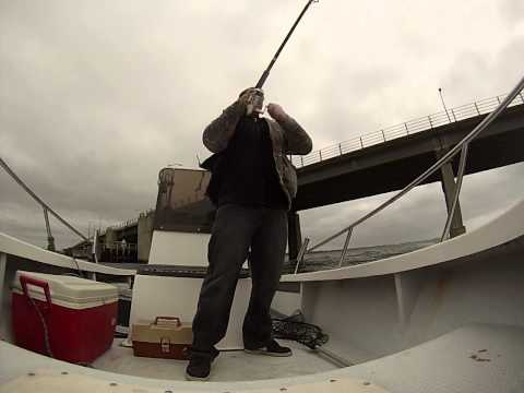 Bluefish slams diamond jig Smith Point bridge NY