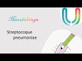 Urgences   microbiolologie   streptocoque pneumoniae 