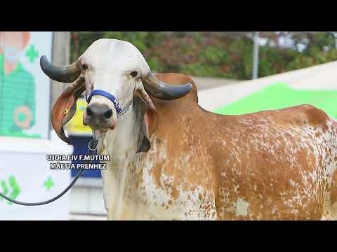 LOTE 19   UJOIA FIV F MUTUM