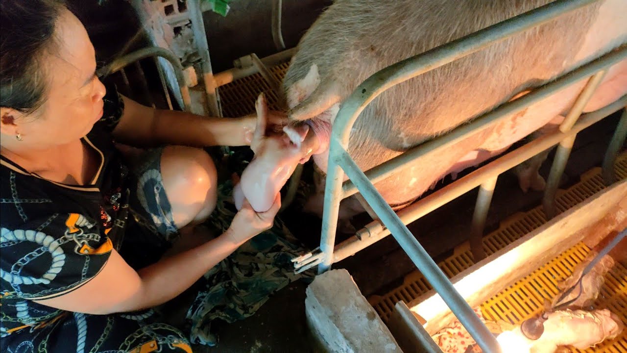 #80 Heo Nái Tự Đẻ Có Móc Heo Nhẹ Nhàng Đẻ Sê Con Quá Sá Đã 🇻🇳