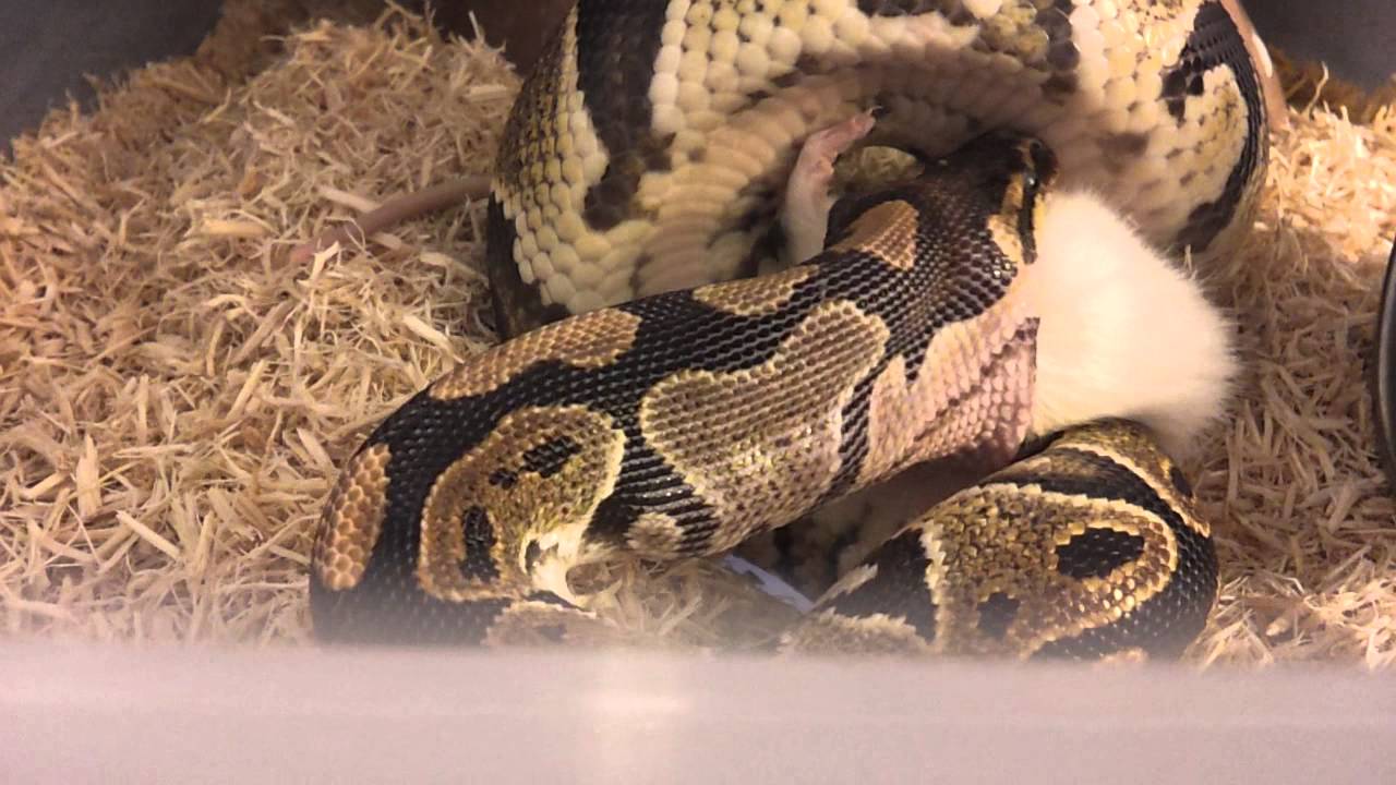 geckos food het albion female feeding video