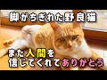 【保護】閲覧注意!虐待の疑いで脚がちぎれた野良猫を保護しました!#家族紹介