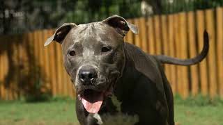 Les Pit Bulls: des protecteurs des motions brutes!